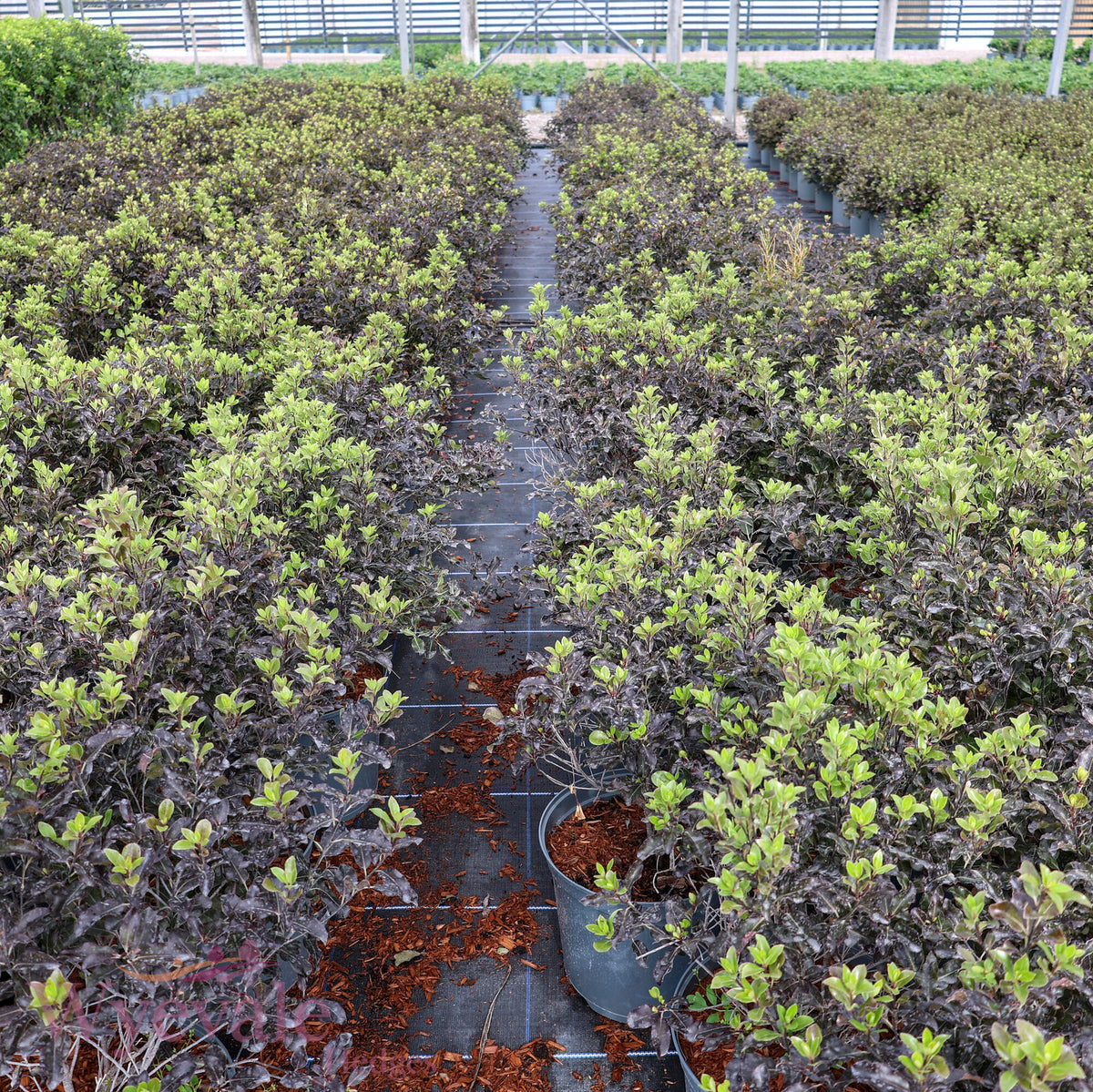 Pittosporum tenuifolium (Kohuhu Silver Ball) 'Purpureum'