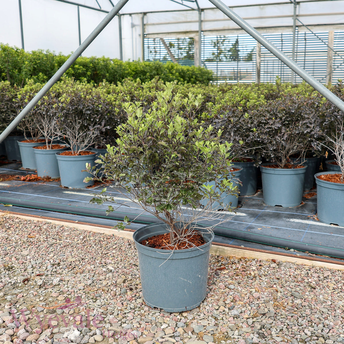 Pittosporum tenuifolium (Kohuhu Silver Ball) 'Purpureum'