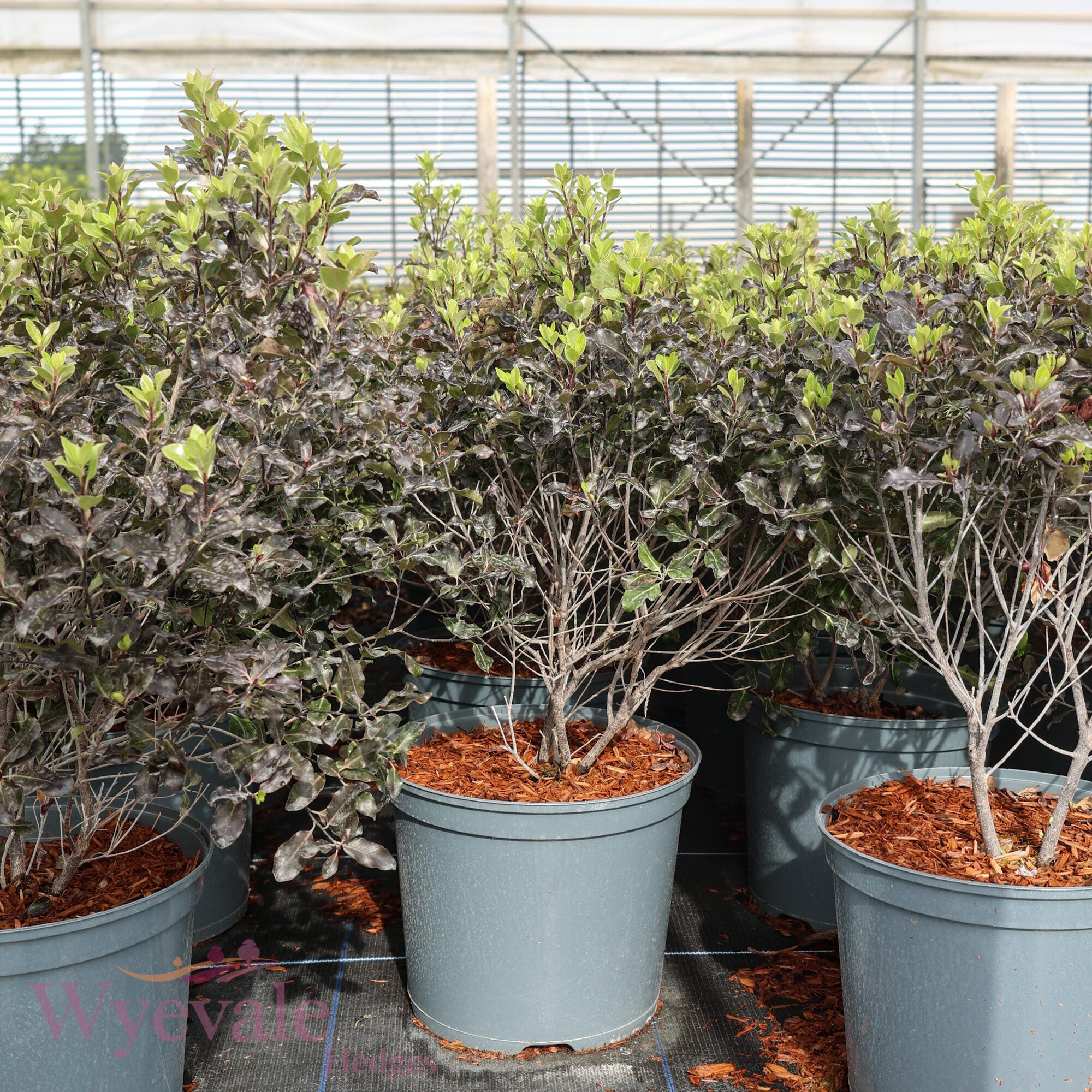 Pittosporum tenuifolium (Kohuhu Silver Ball) 'Purpureum'
