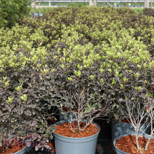Pittosporum tenuifolium (Kohuhu Silver Ball) 'Purpureum'