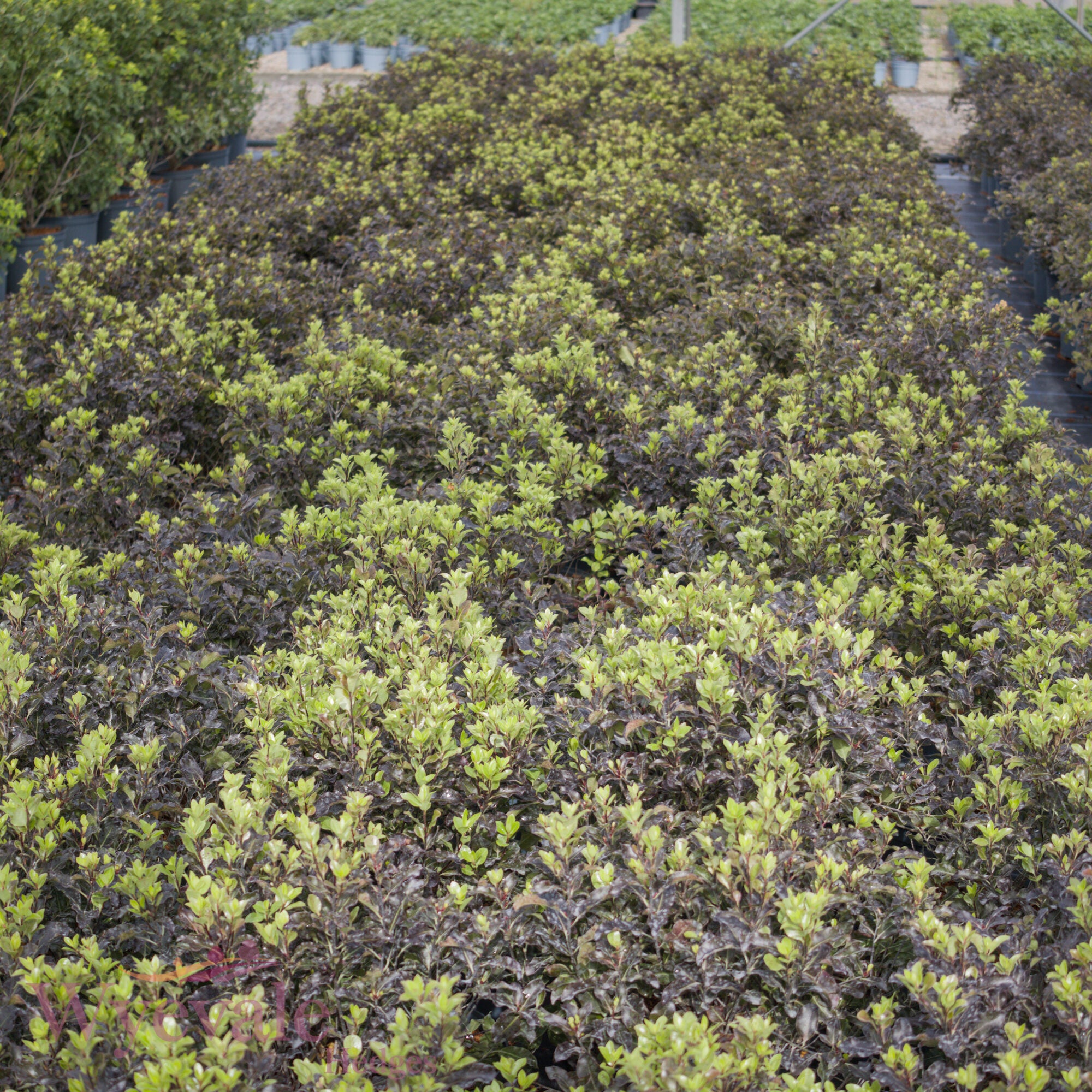 Pittosporum tenuifolium (Kohuhu Silver Ball) 'Purpureum'