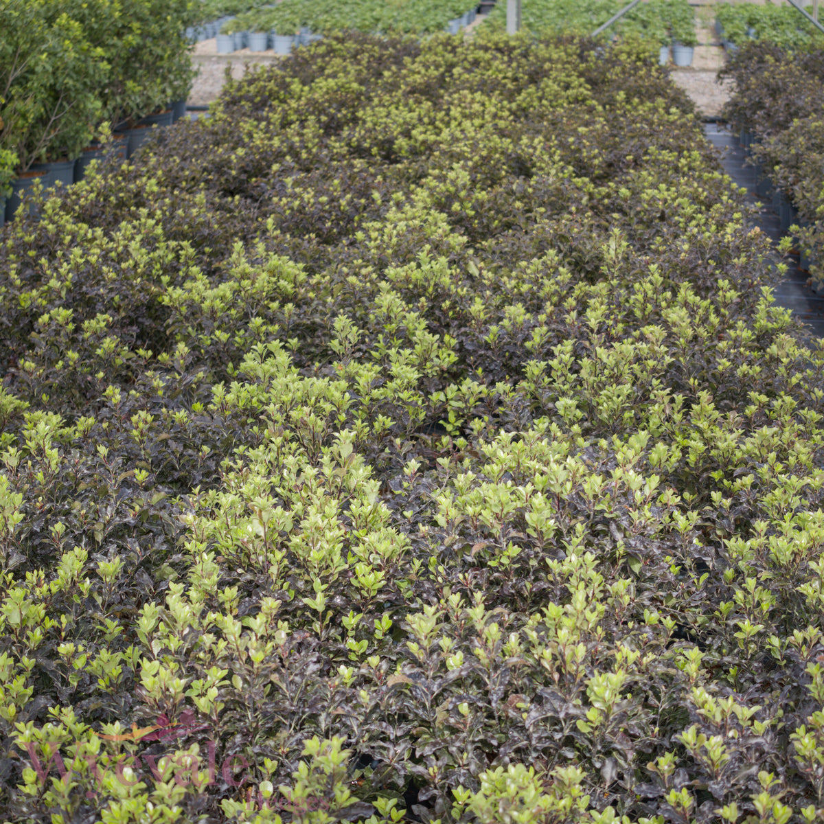 Pittosporum tenuifolium (Kohuhu Silver Ball) 'Purpureum'