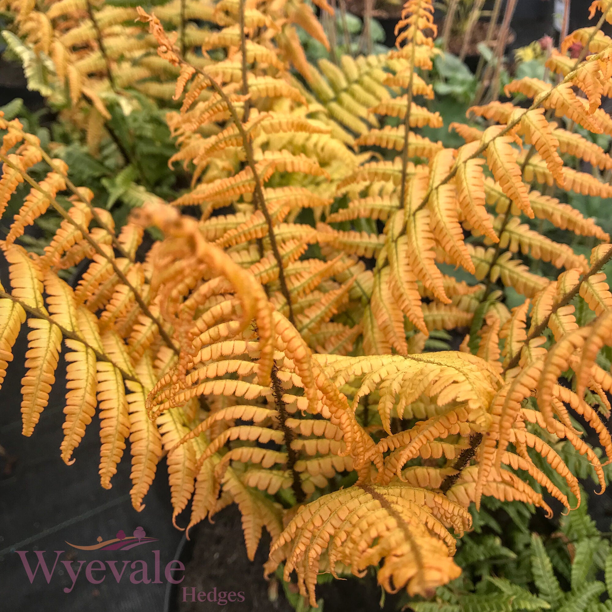 Dryopteris wallichiana (Wallich's Wood Fern) 'Jurassic Gold'