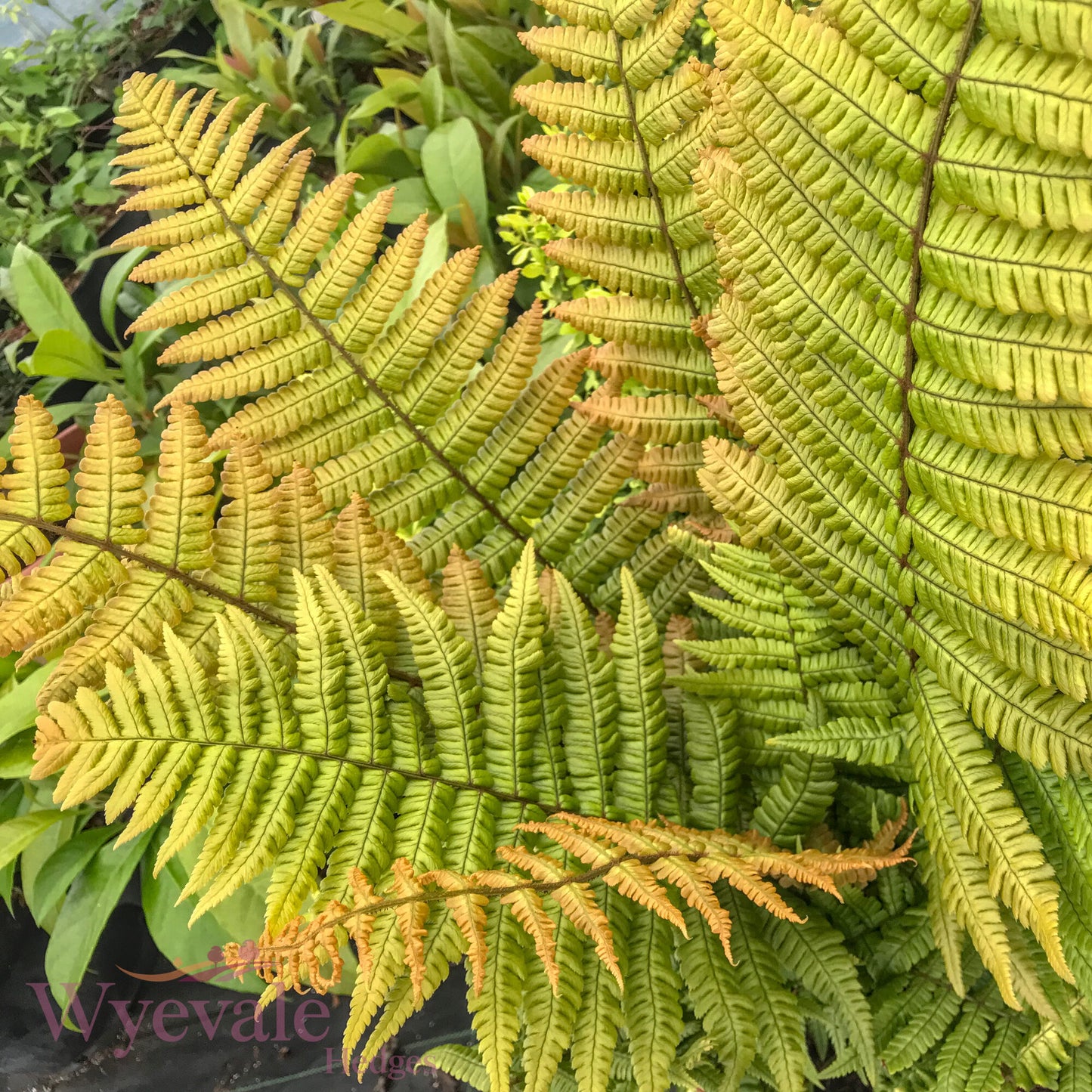 Dryopteris wallichiana (Wallich's Wood Fern) 'Jurassic Gold'