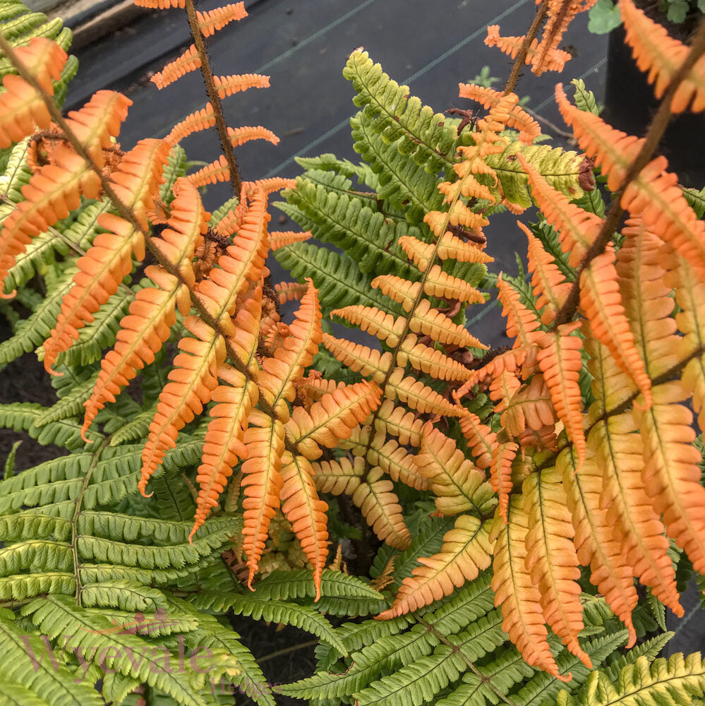 Dryopteris wallichiana (Wallich's Wood Fern) 'Jurassic Gold'