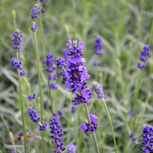 Lavandula angustifolia (English lavender) 'Hidcote'