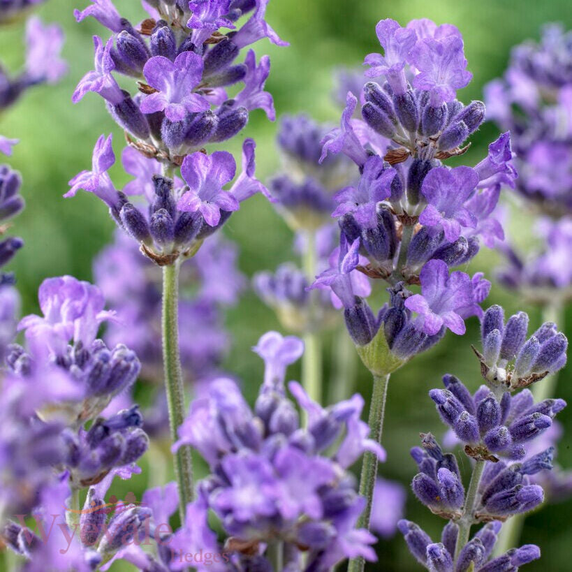 Lavandula angustifolia (English Lavender) 'Munstead'