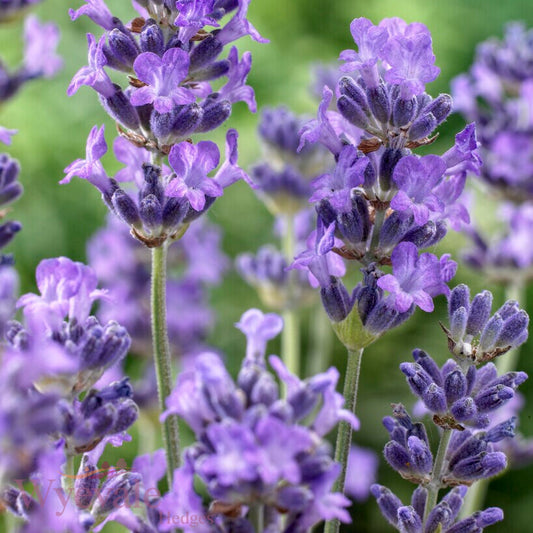 Lavandula angustifolia (English Lavender) 'Munstead'