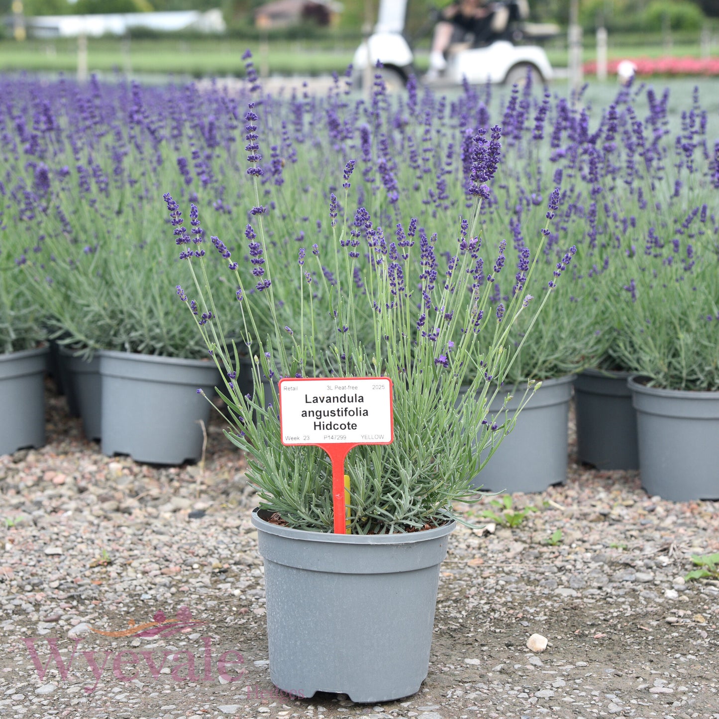 Lavandula angustifolia (English lavender) 'Hidcote'