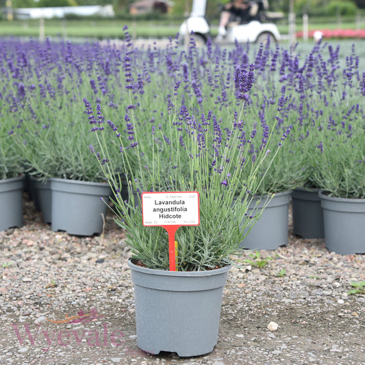 Lavandula angustifolia (English lavender) 'Hidcote'