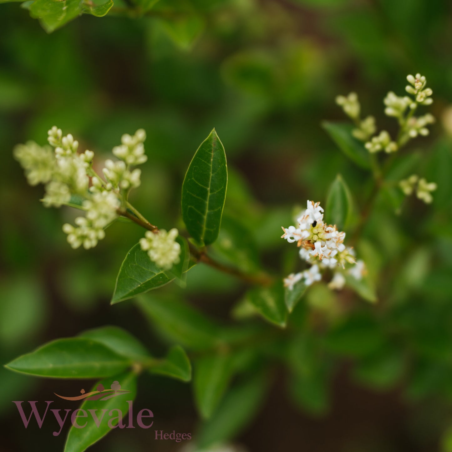 Ligustrum ovalifolium (Privet)