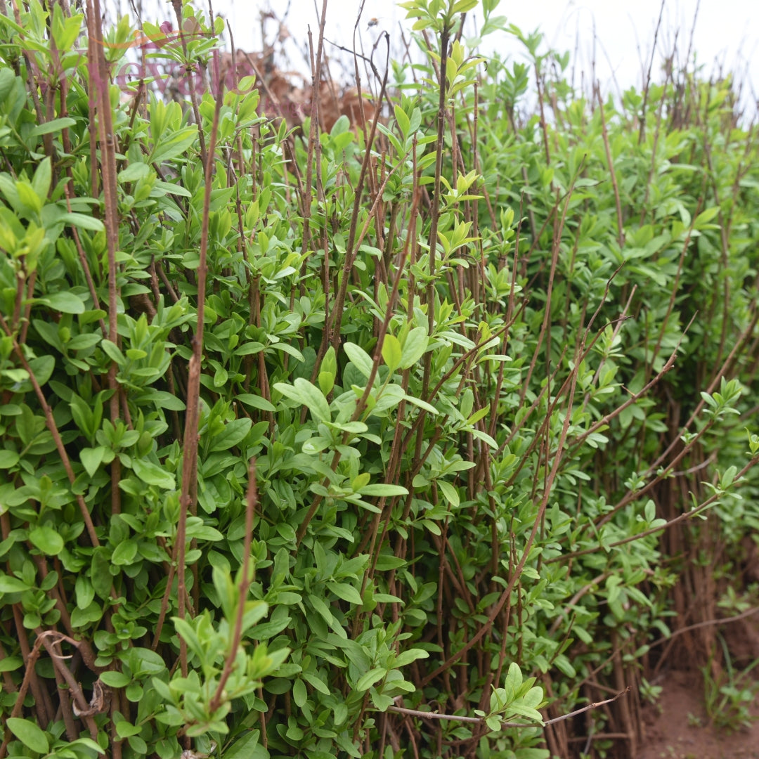 Bareroot Ligustrum vulgare (Wild Privet)