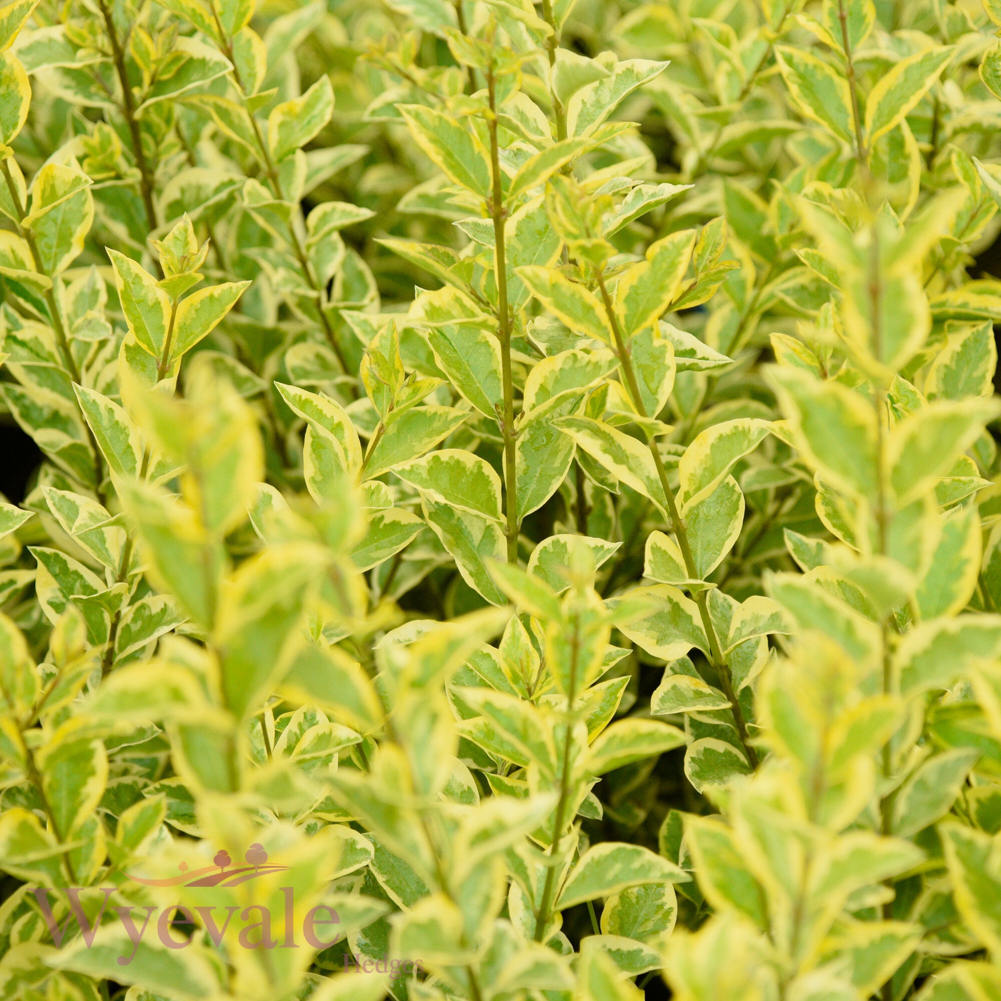 Ligustrum ovalifolium (Privet) 'Aureum'