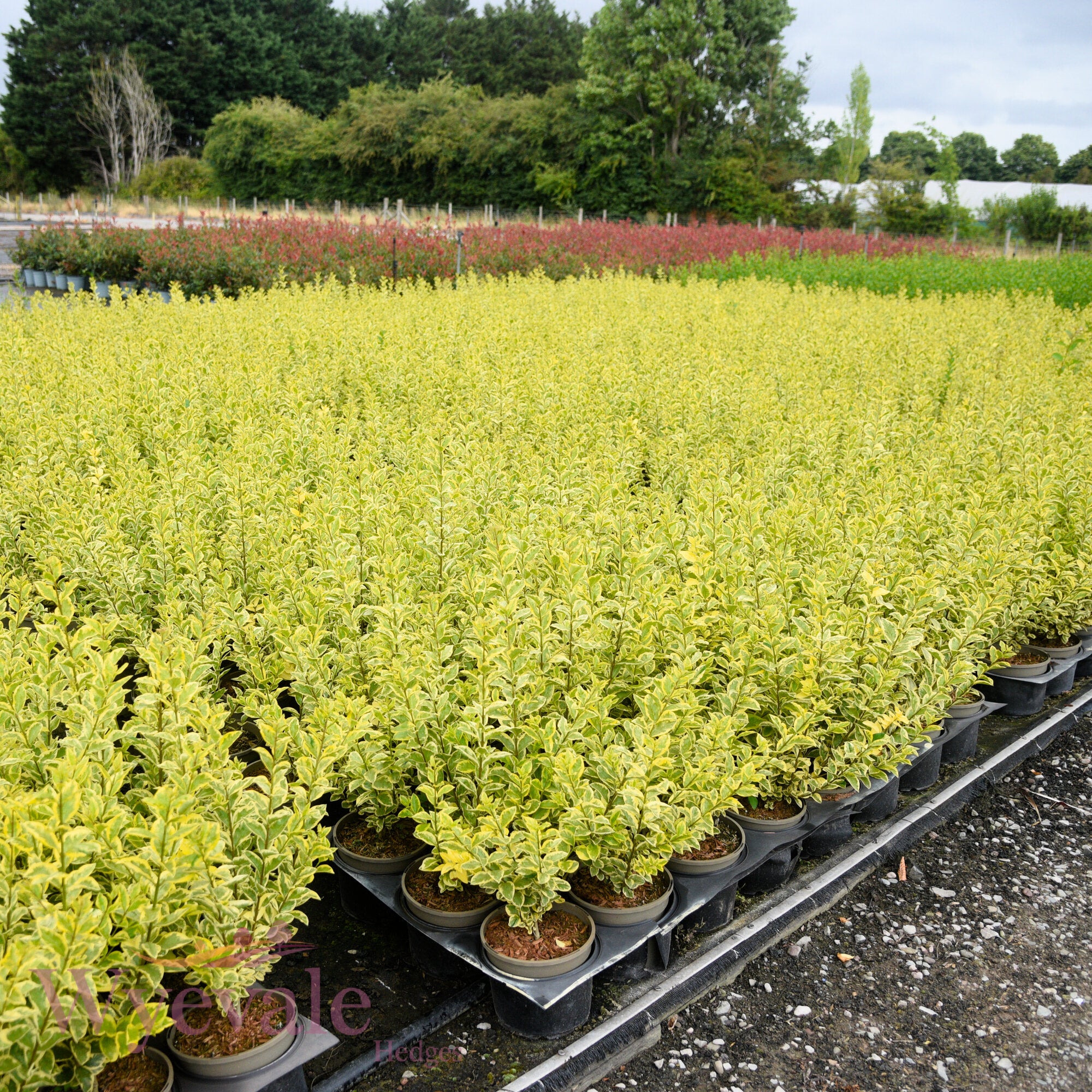 Ligustrum ovalifolium (Privet) 'Aureum' – Wyevale Hedges