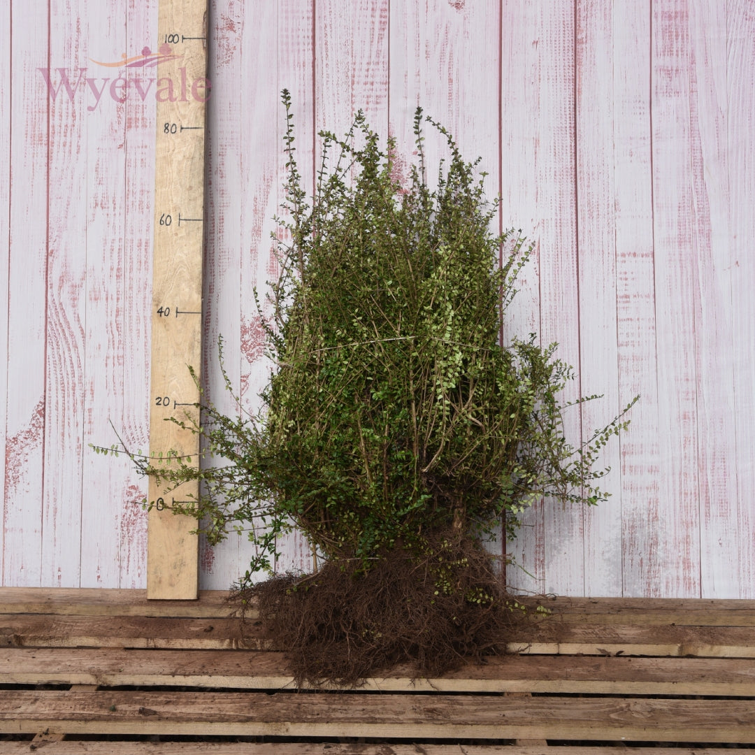 Bareroot Lonicera nitida (Box Honeysuckle)