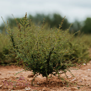 Bareroot Lonicera nitida (Box Honeysuckle)