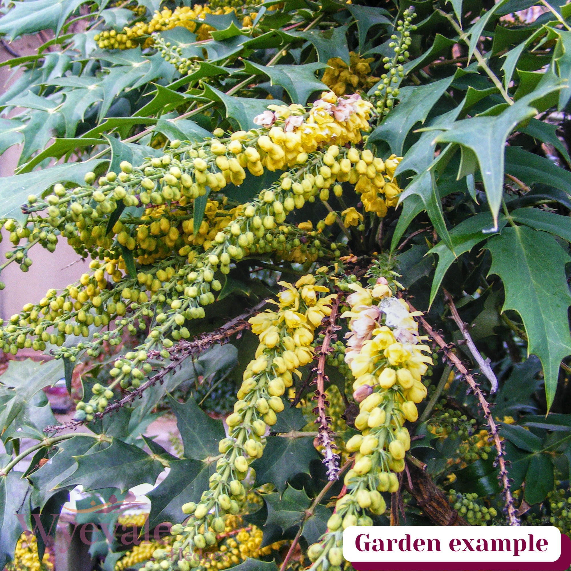 Mahonia x media (Oregon Grape) 'Charity'