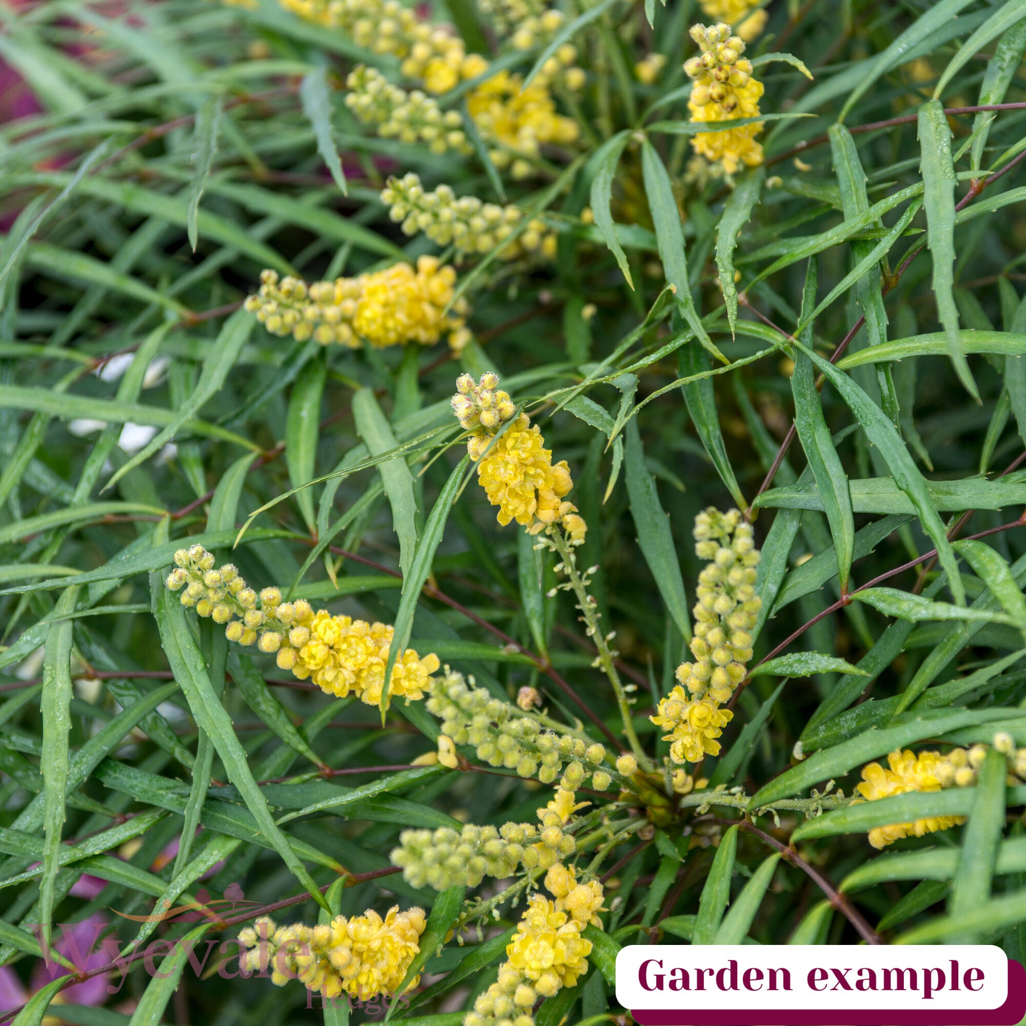 Mahonia eurybracteata ganpinensis (Mahonia) 'Soft Caress'