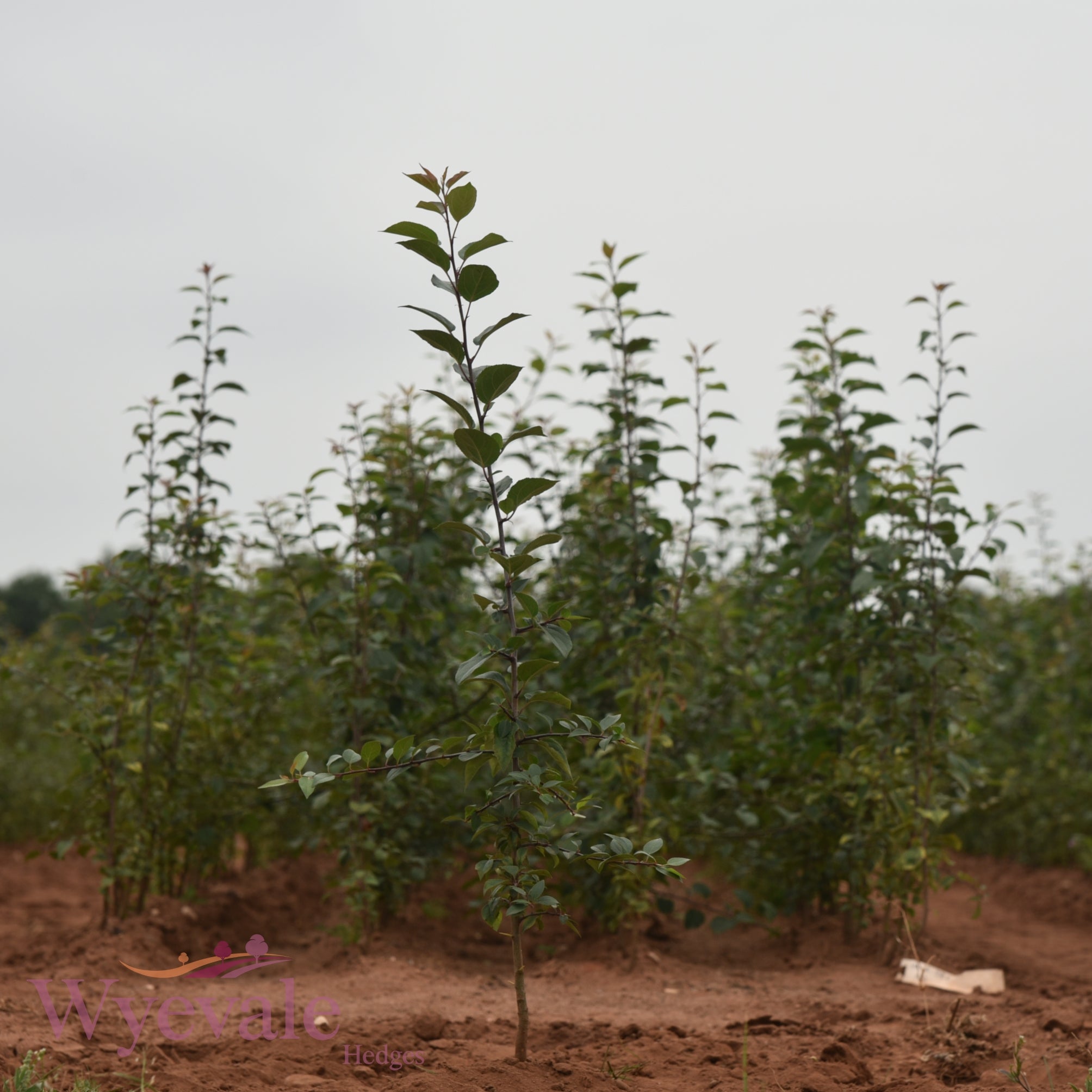 Malus sylvestris (Crab Apple) 2 Year Transplant (Pack of 25)