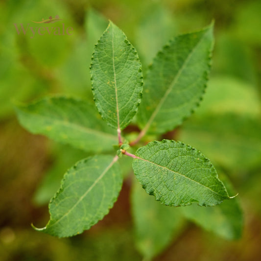 Salix caprea (Goat Willow) 1 Year Seedling (Pack of 25)