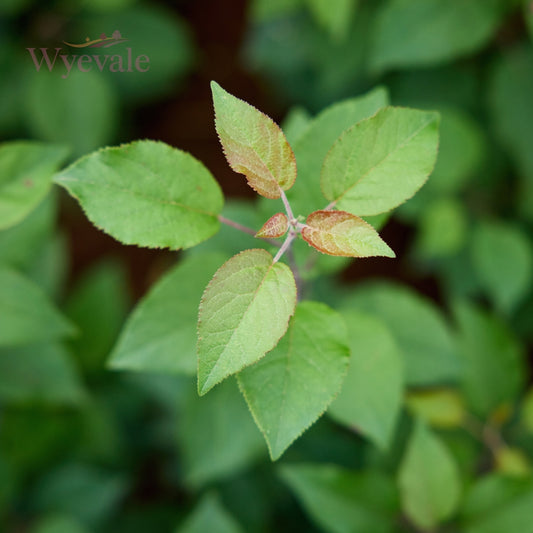 Malus sylvestris Crab Apple