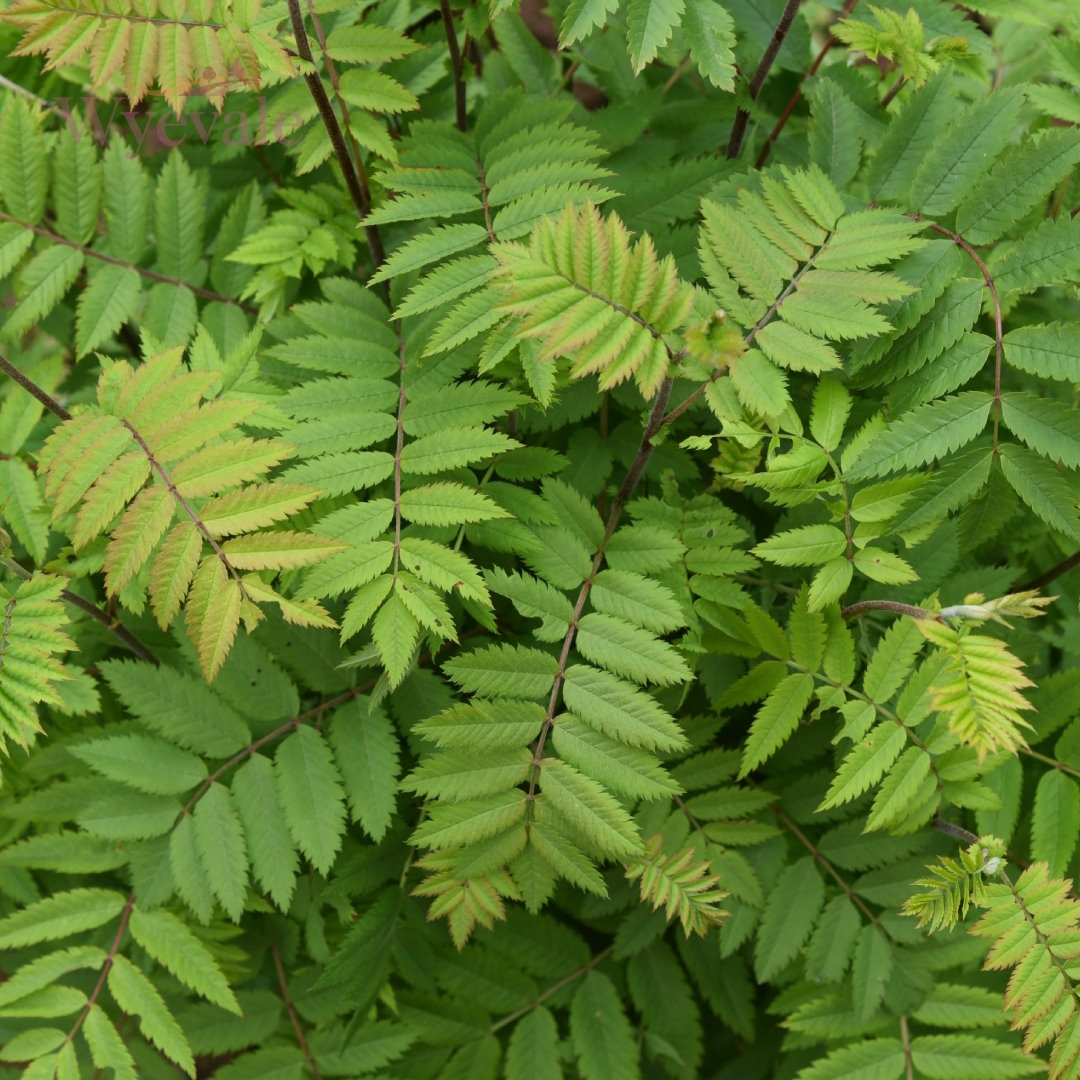 Bareroot Sorbus aucuparia (Rowan)