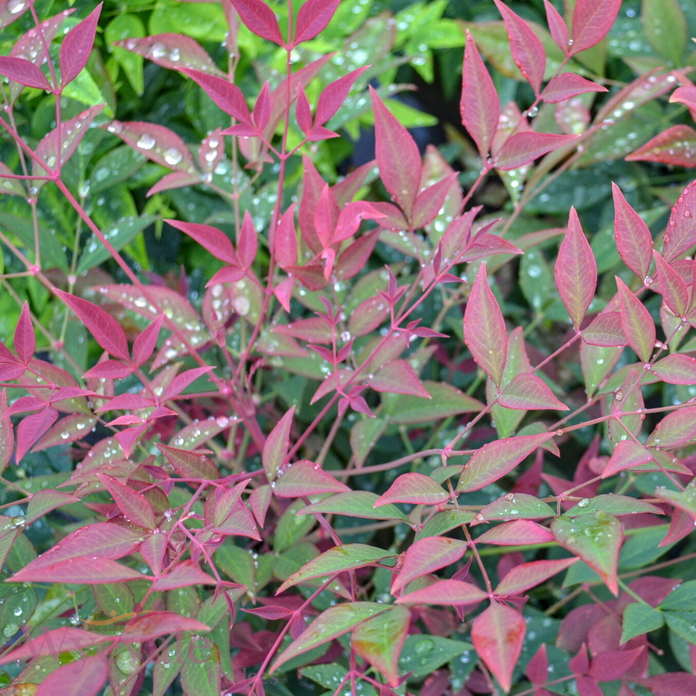 Nandina domestica (Heavenly Bamboo) 'Obsessed'