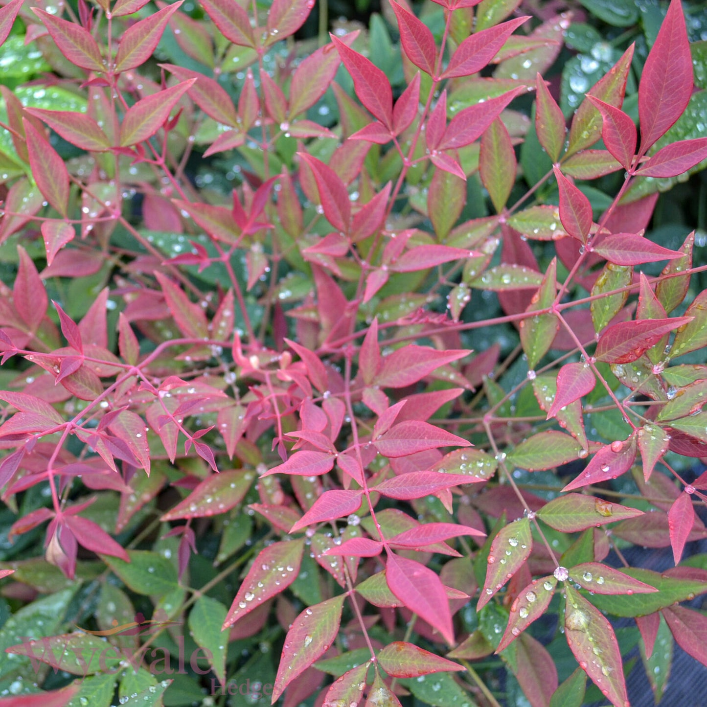 Nandina domestica (Heavenly Bamboo) 'Obsessed'