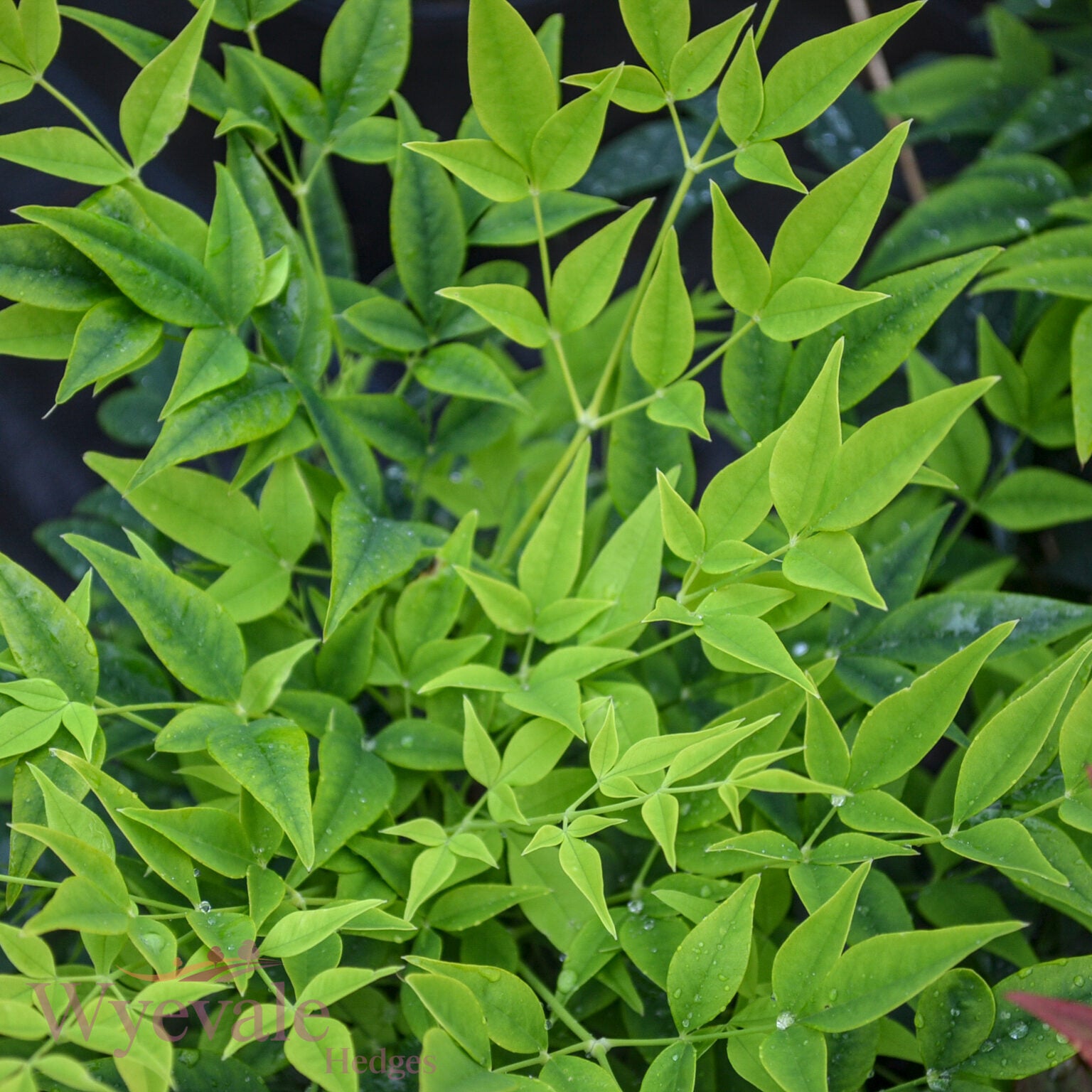 Nandina domestica (Heavenly bamboo) 'Magical Lemon and Lime'