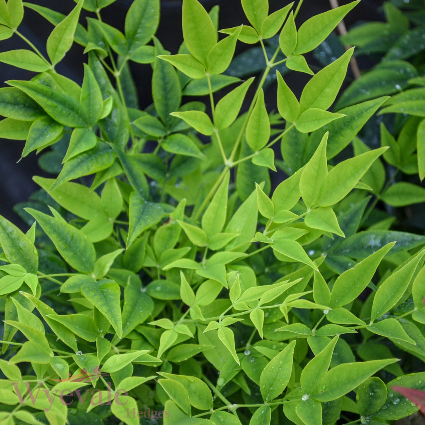 Nandina domestica (Heavenly bamboo) 'Magical Lemon and Lime'