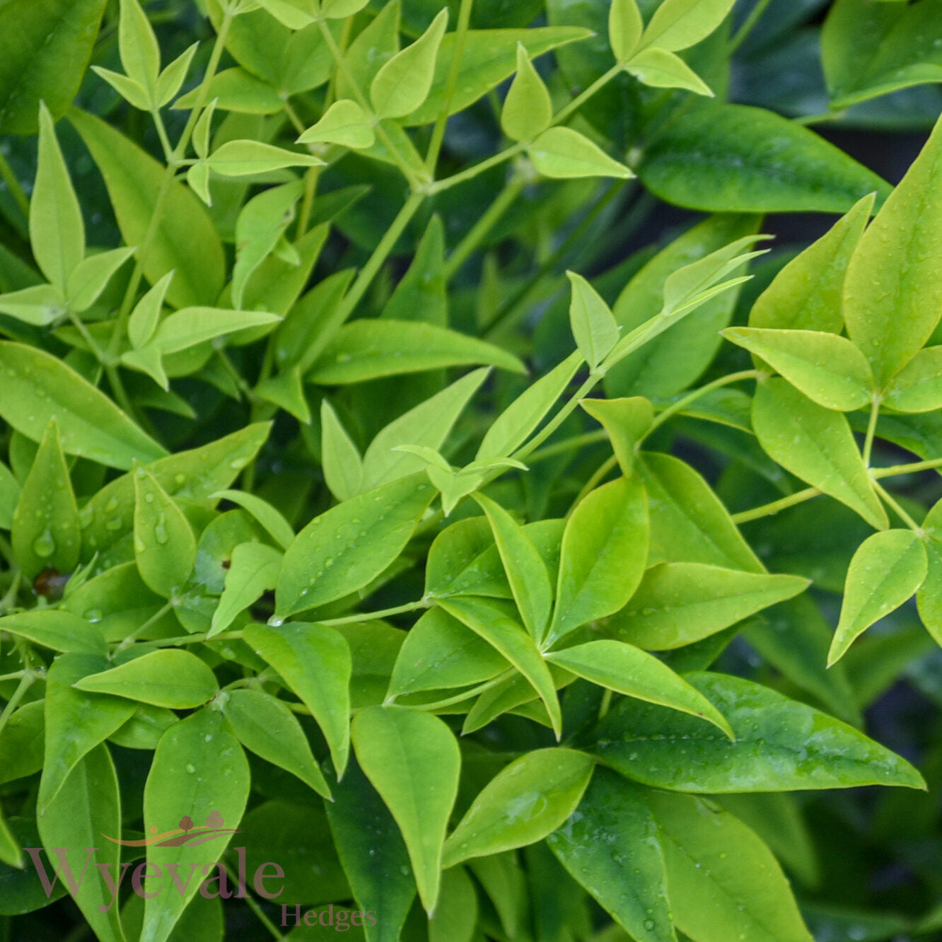 Nandina domestica (Heavenly bamboo) 'Magical Lemon and Lime'