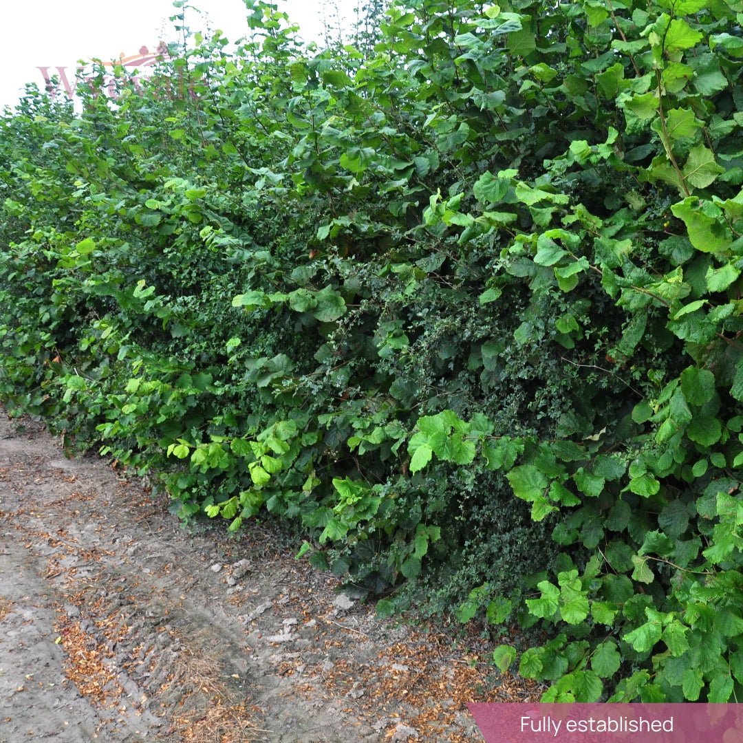 textured mixed hedging