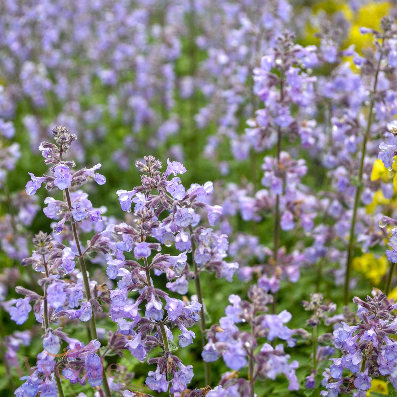 Nepeta faasenii (Catmint) 'Purrsian Blue'