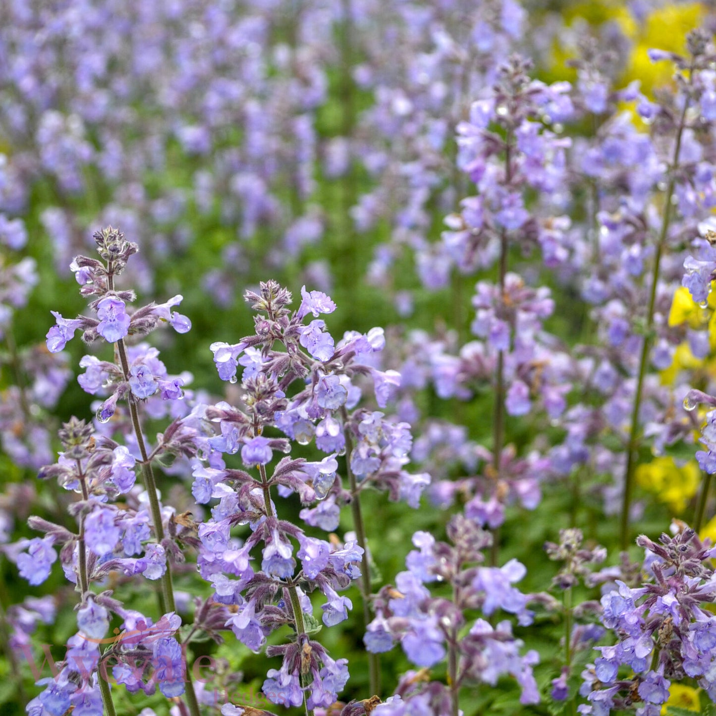 Nepeta faasenii (Catmint) 'Purrsian Blue'