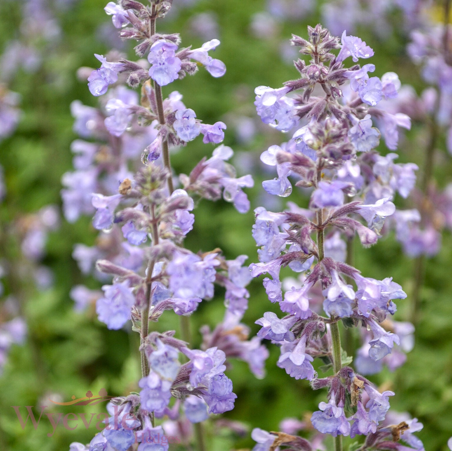 Nepeta faasenii (Catmint) 'Purrsian Blue'