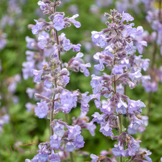 Nepeta faasenii (Catmint) 'Purrsian Blue'