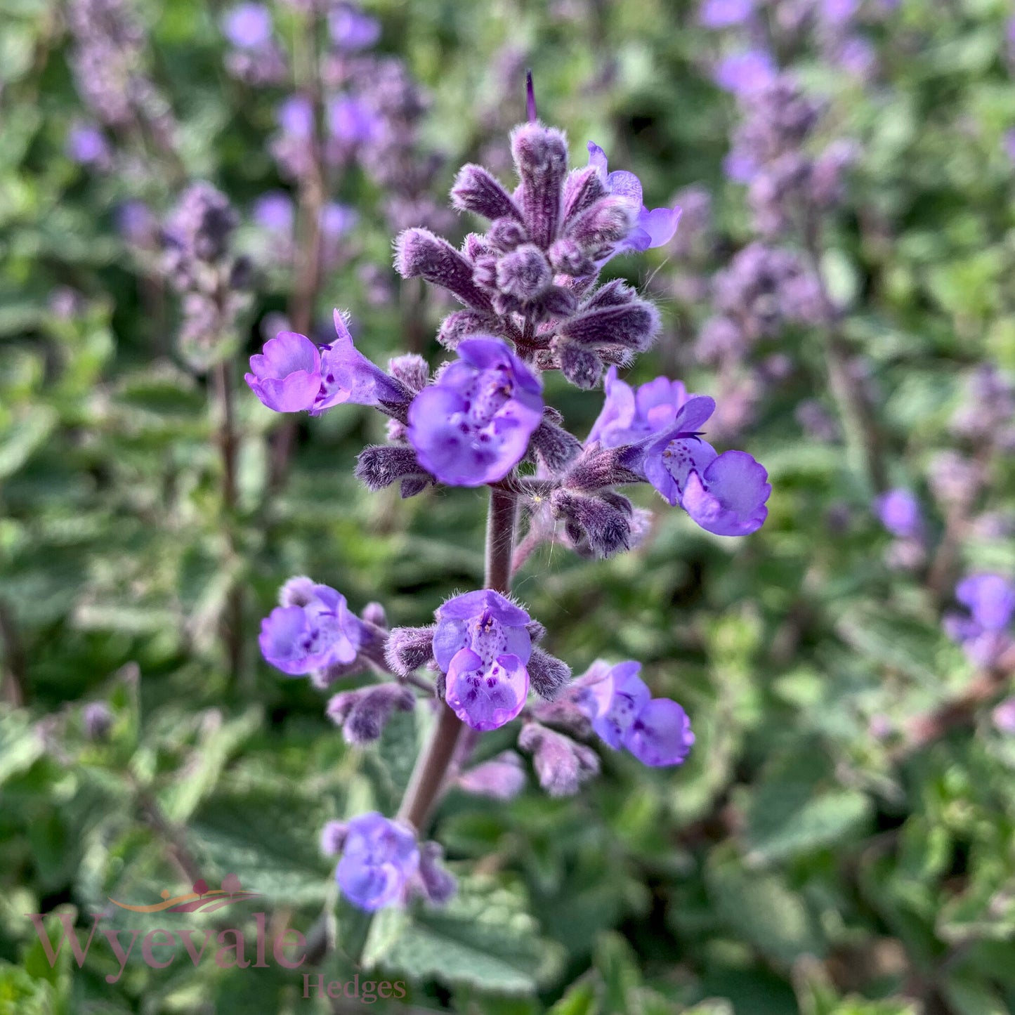 Nepeta faasenii (Catmint) 'Purrsian Blue'