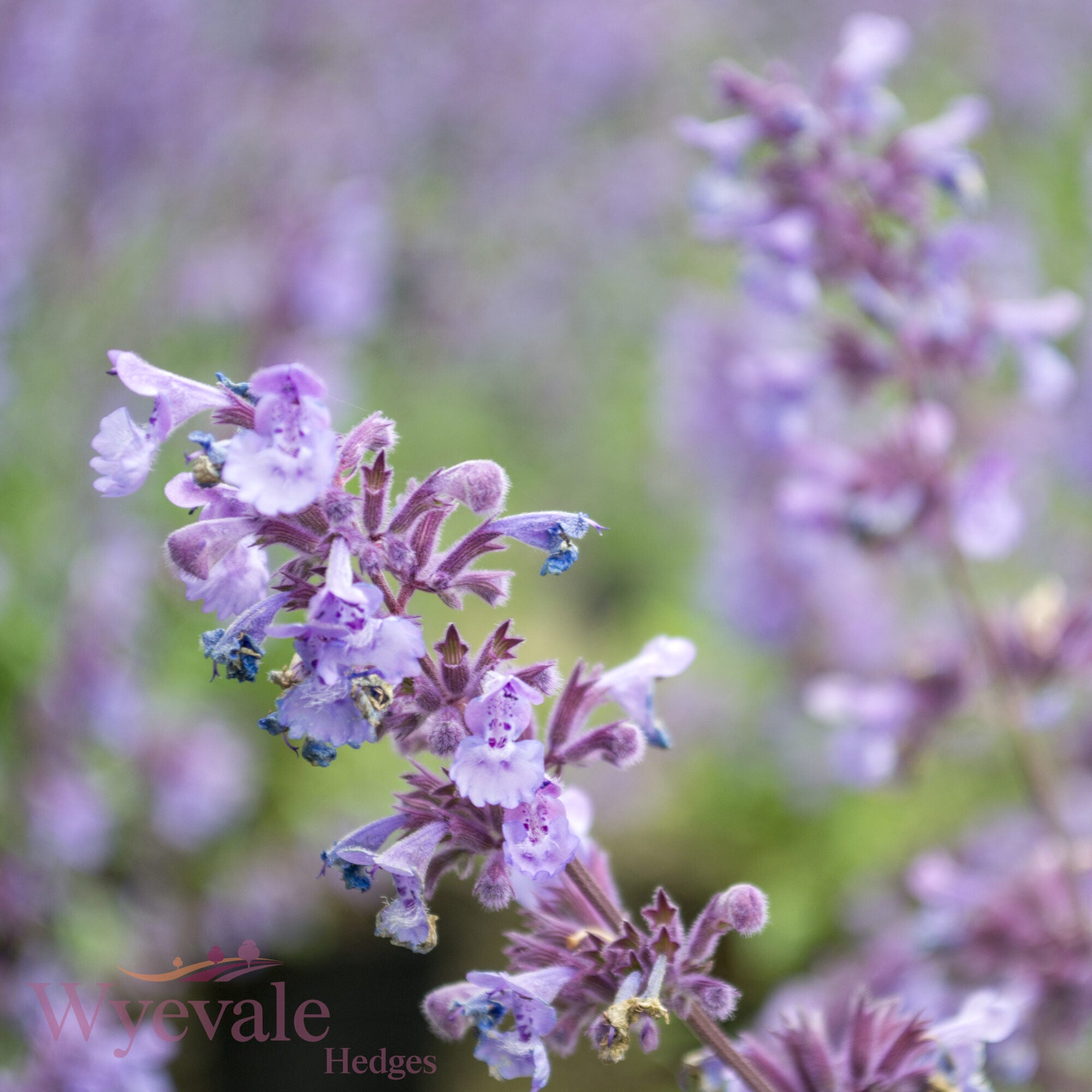 Nepeta racemosa (Catmint) 'Walker's Low'