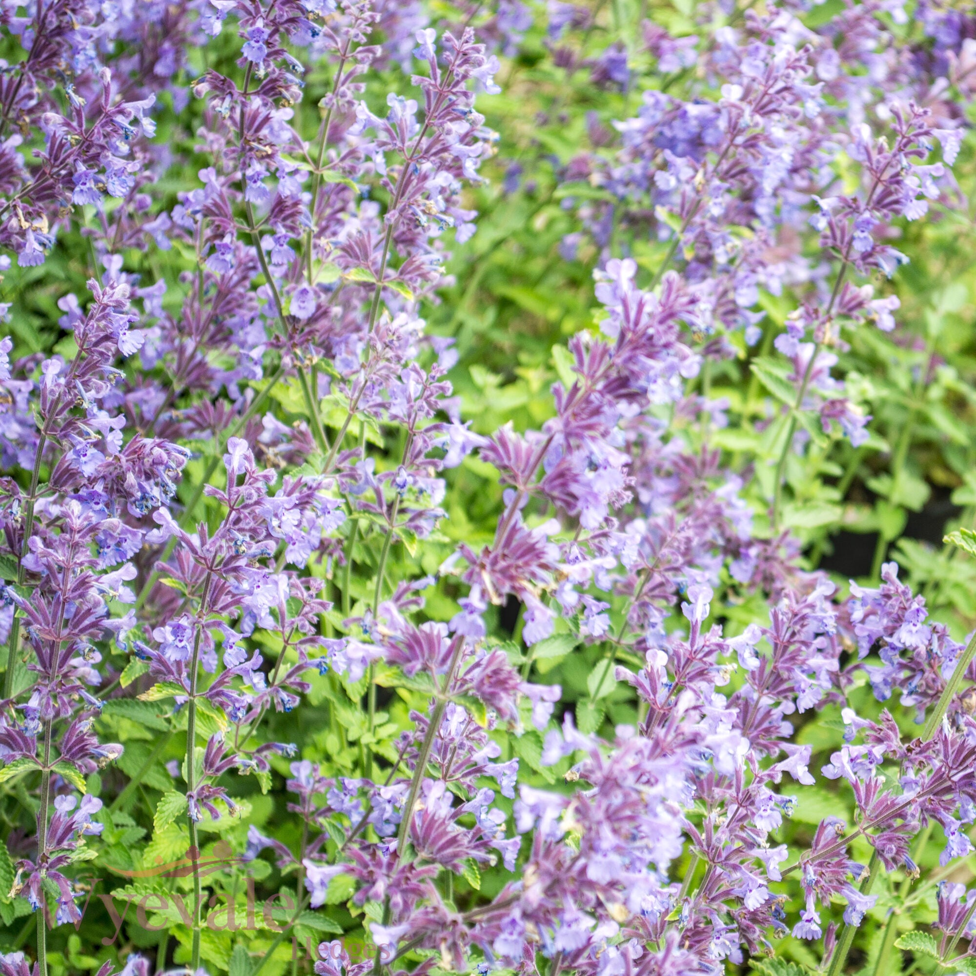 Nepeta racemosa (Catmint) 'Walker's Low'