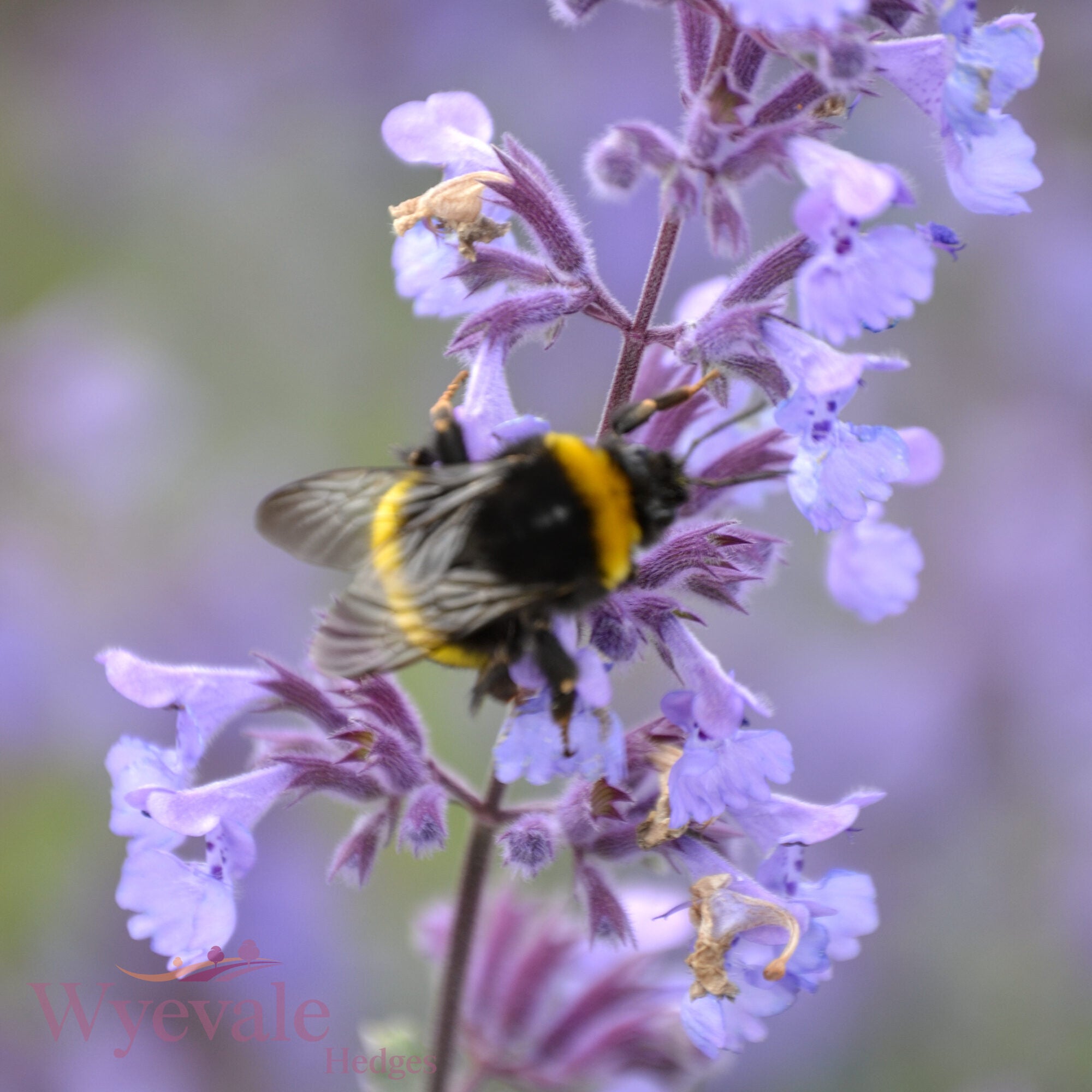 Nepeta racemosa (Catmint) 'Walker's Low'