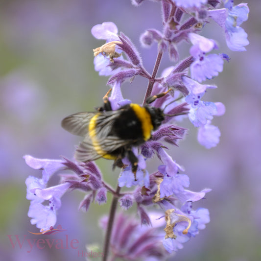 Nepeta racemosa (Catmint) 'Walker's Low'