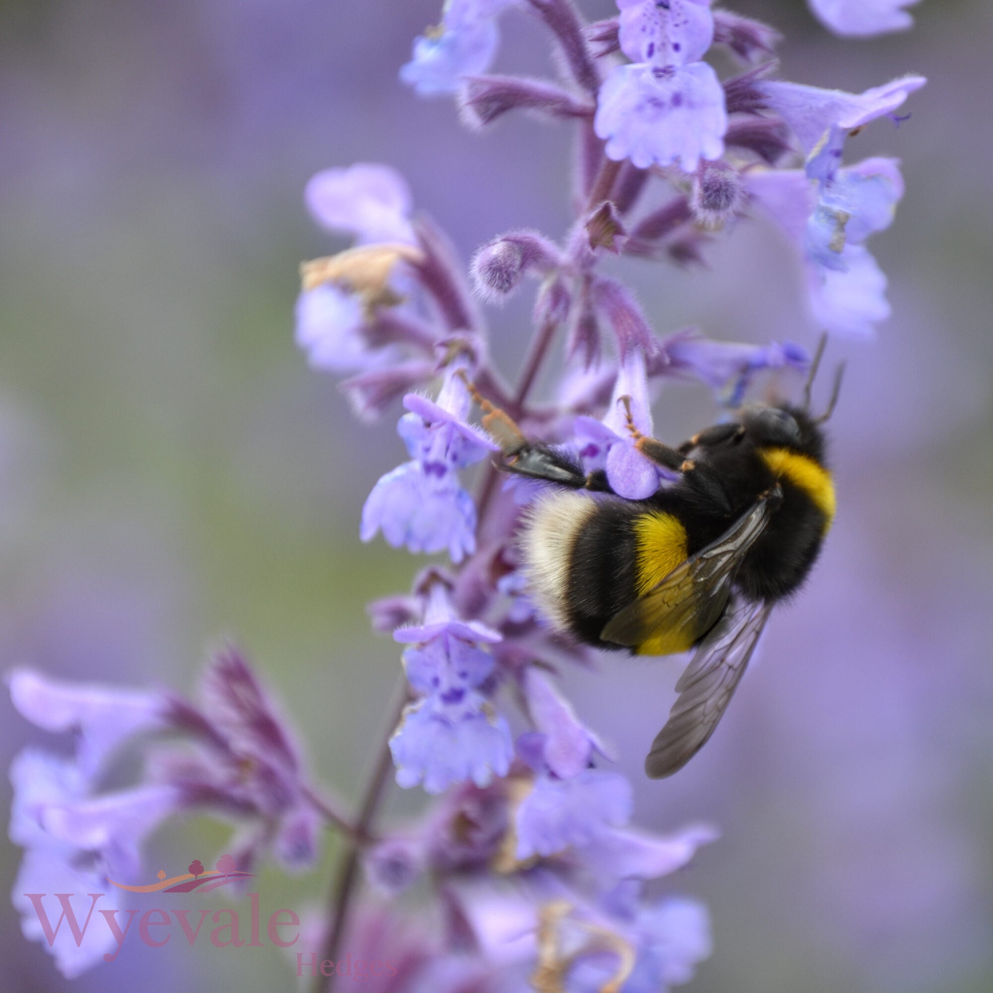 Nepeta racemosa (Catmint) 'Walker's Low'