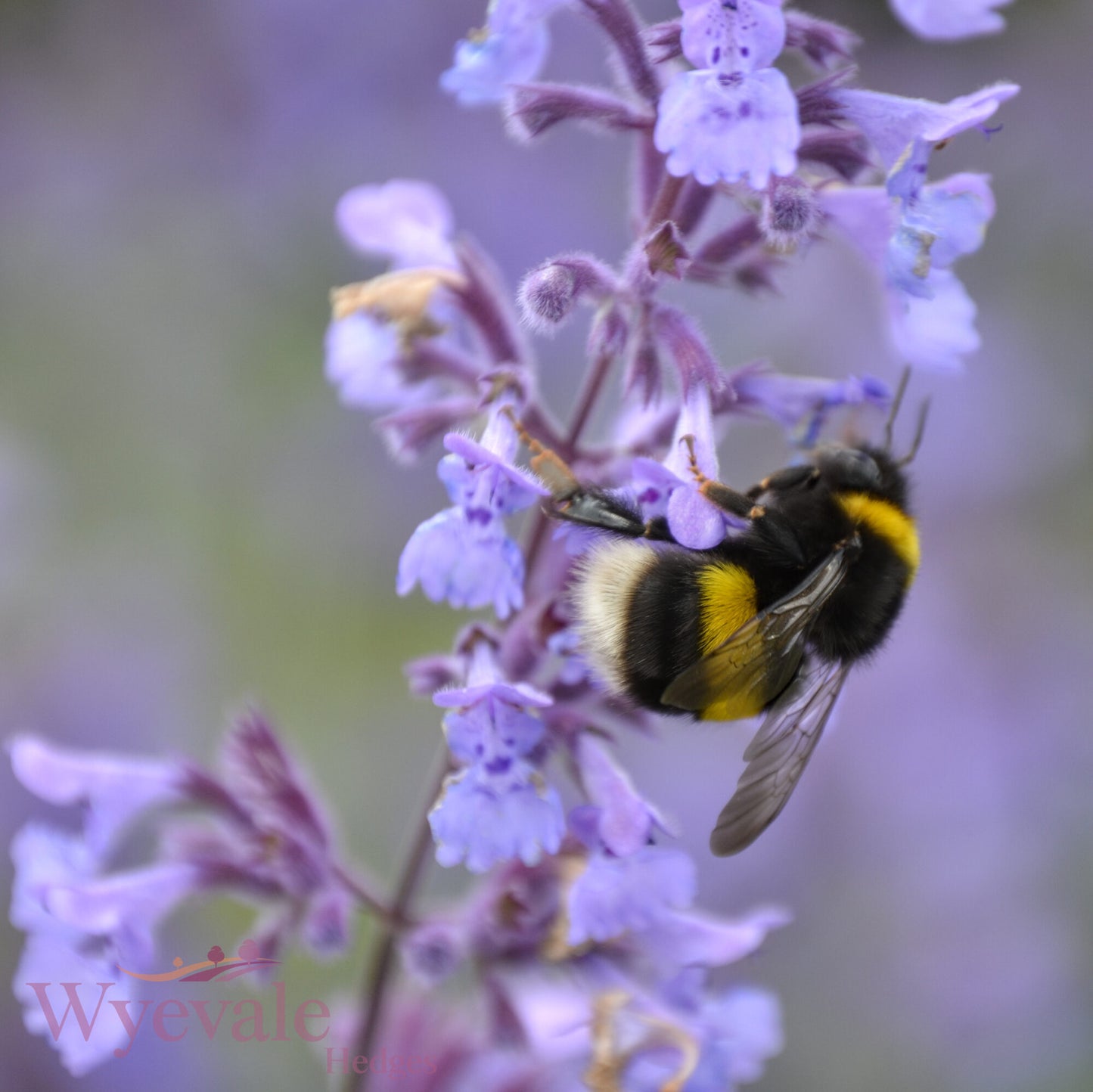 Nepeta racemosa (Catmint) 'Walker's Low'