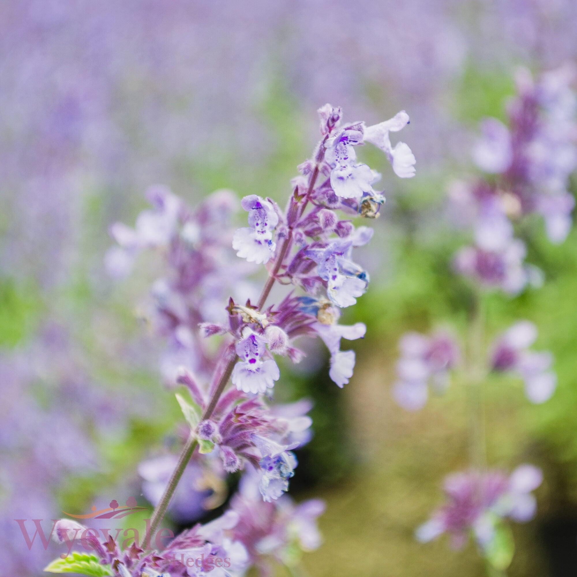Nepeta racemosa (Catmint) 'Walker's Low'