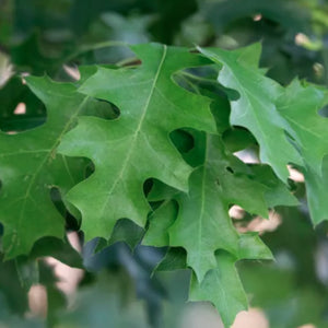 Bareroot Quercus palustris (Pin Oak)