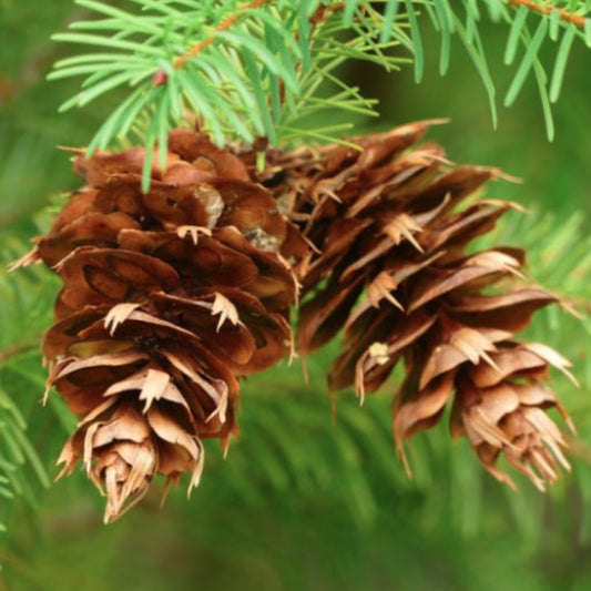 Bareroot Pseudotsuga menziesii (Douglas Fir)