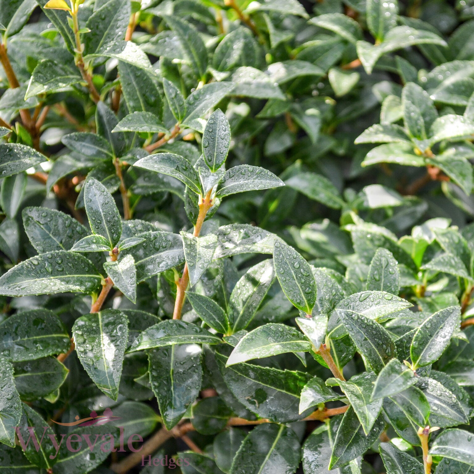 Osmanthus x burkwoodii (Osmanthus)