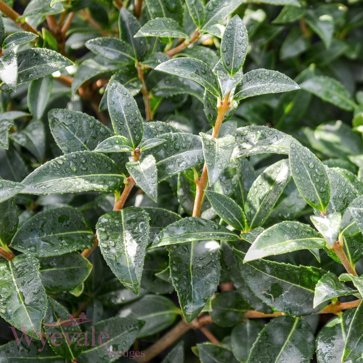 Osmanthus x burkwoodii (Osmanthus)