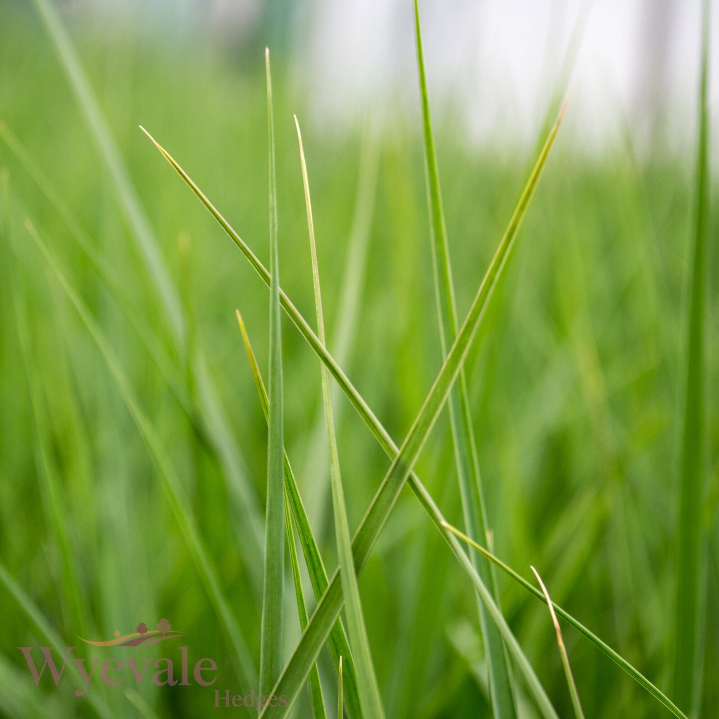 Panicum virgatum (Switch Grass) 'Heavy Metal'