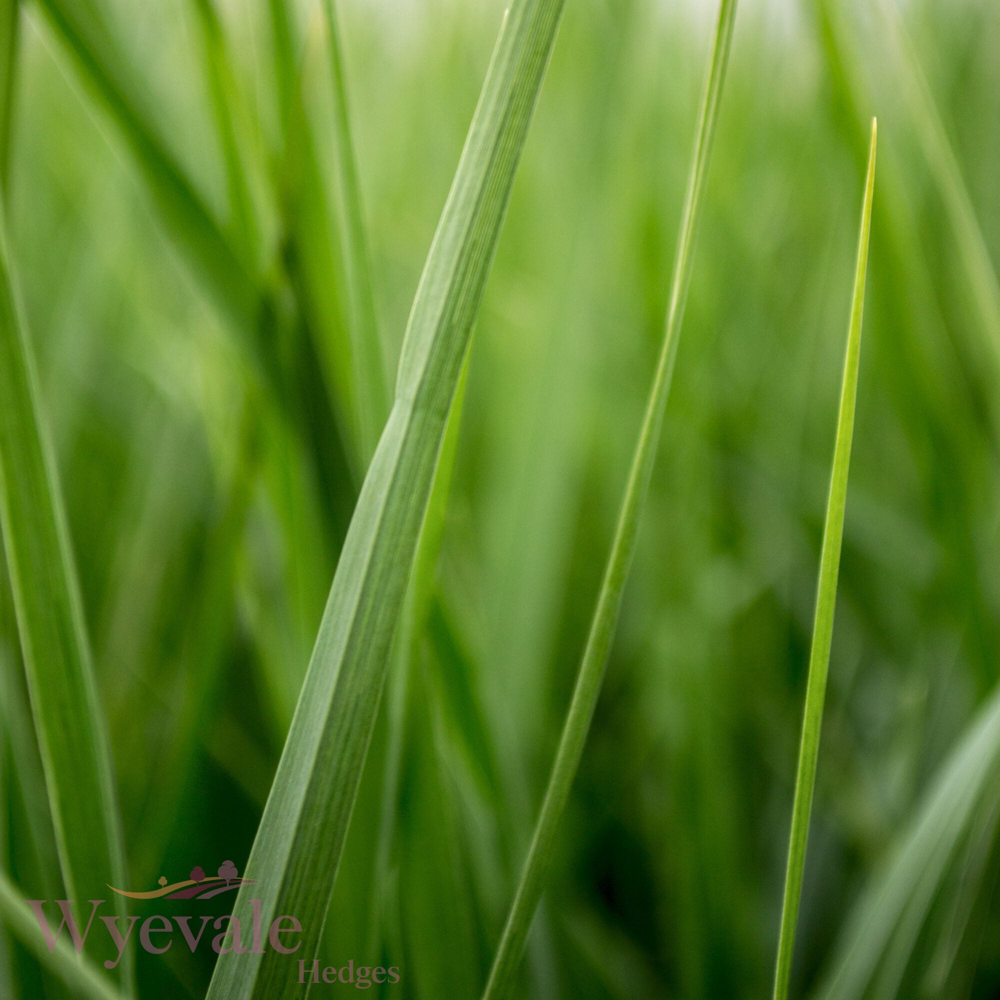 Panicum virgatum (Switch Grass) 'Heavy Metal'